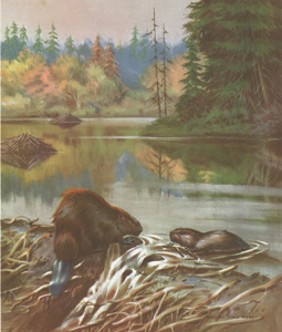 The Beavers Work Together to Repair Their Dam
